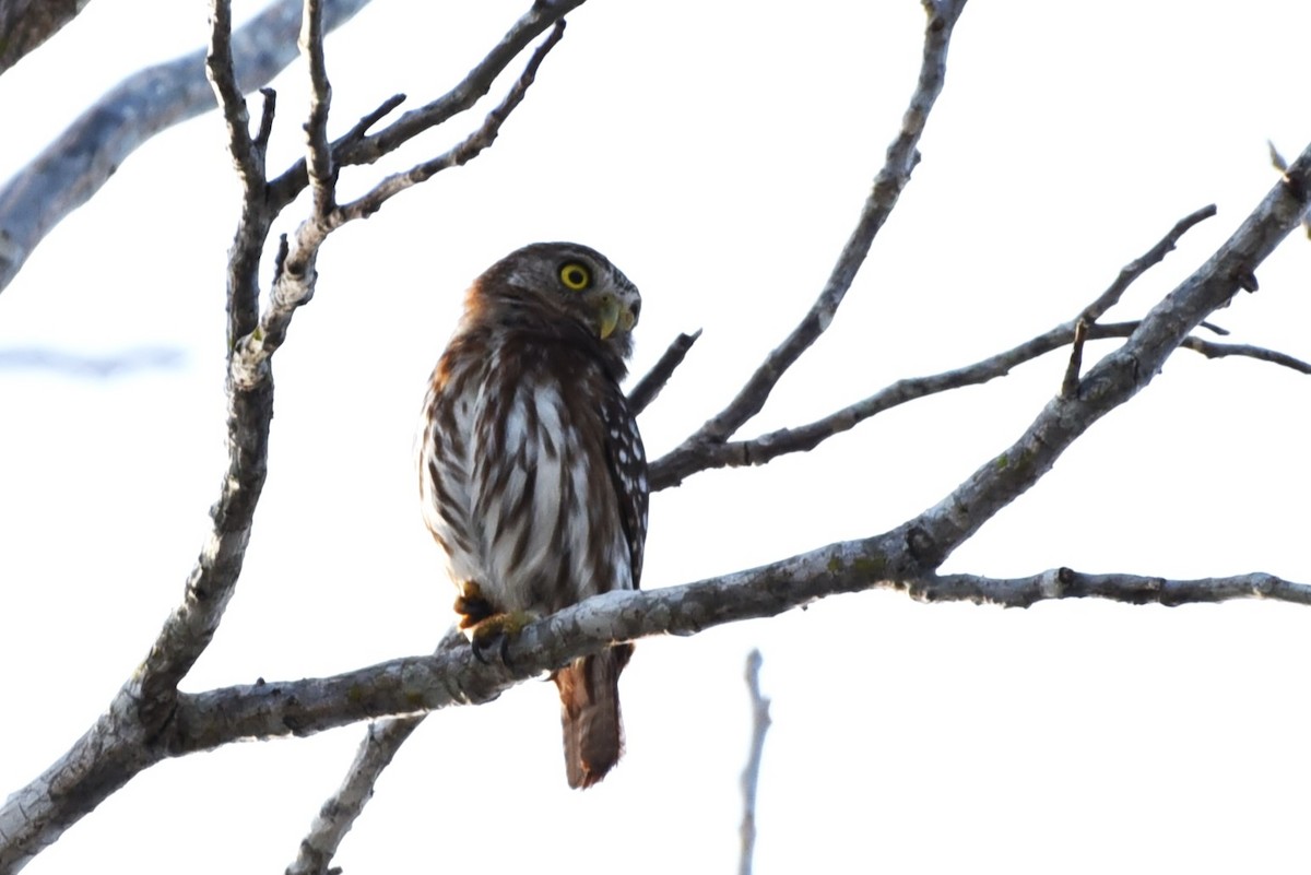 Ferruginous Pygmy-Owl - Bruce Mast