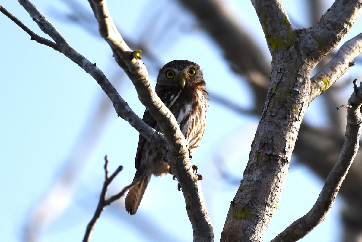 Ferruginous Pygmy-Owl - Bruce Mast