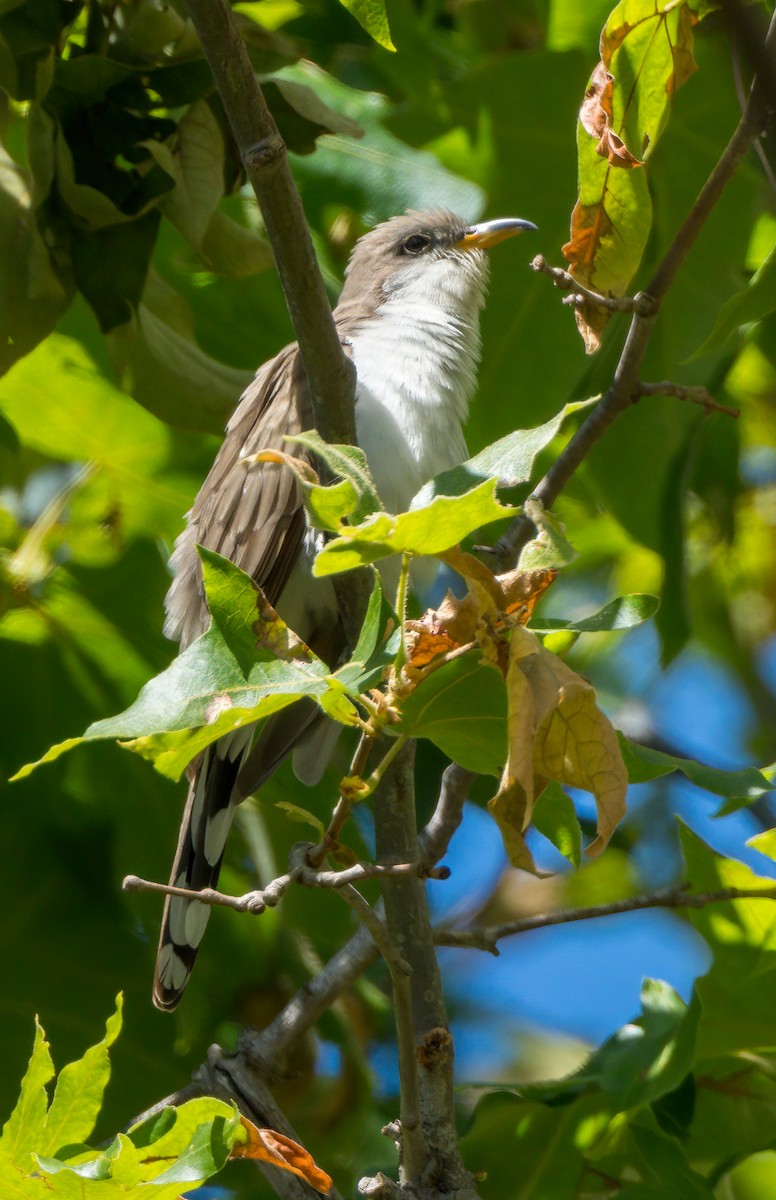 Yellow-billed Cuckoo - ML619589419