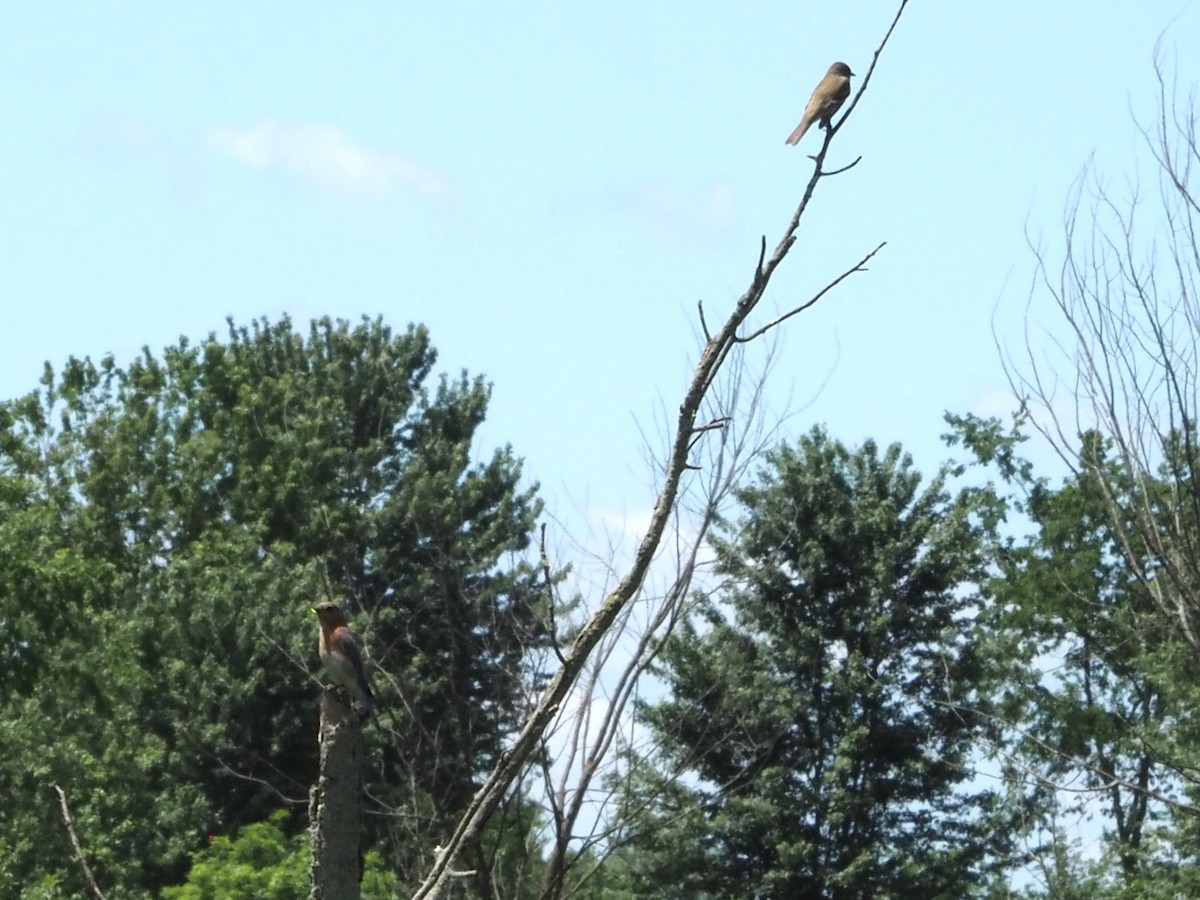 Willow Flycatcher - ML619589428