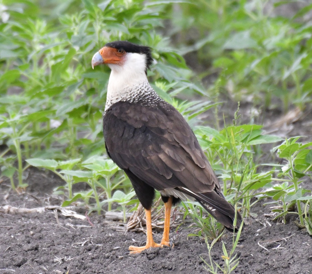 Crested Caracara - Harrison Calvin