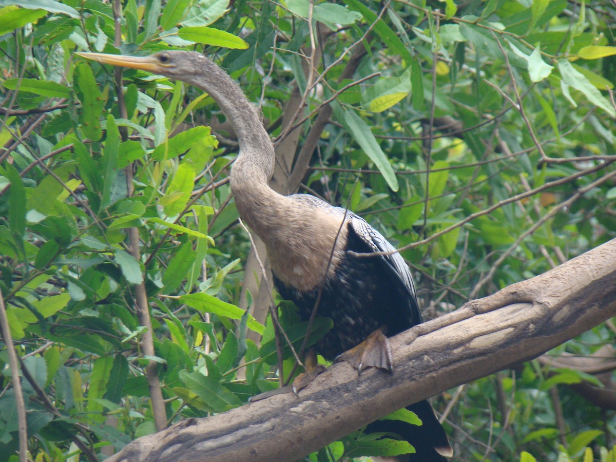 Anhinga Americana - ML619589435