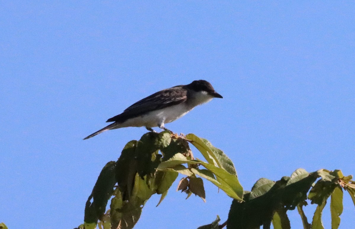 Eastern Kingbird - Oliver  Komar