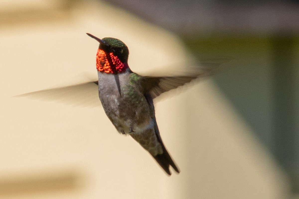 Ruby-throated Hummingbird - Steve Metzger