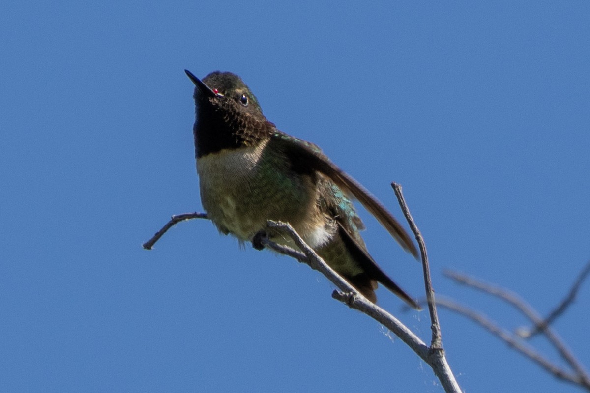 Ruby-throated Hummingbird - Steve Metzger