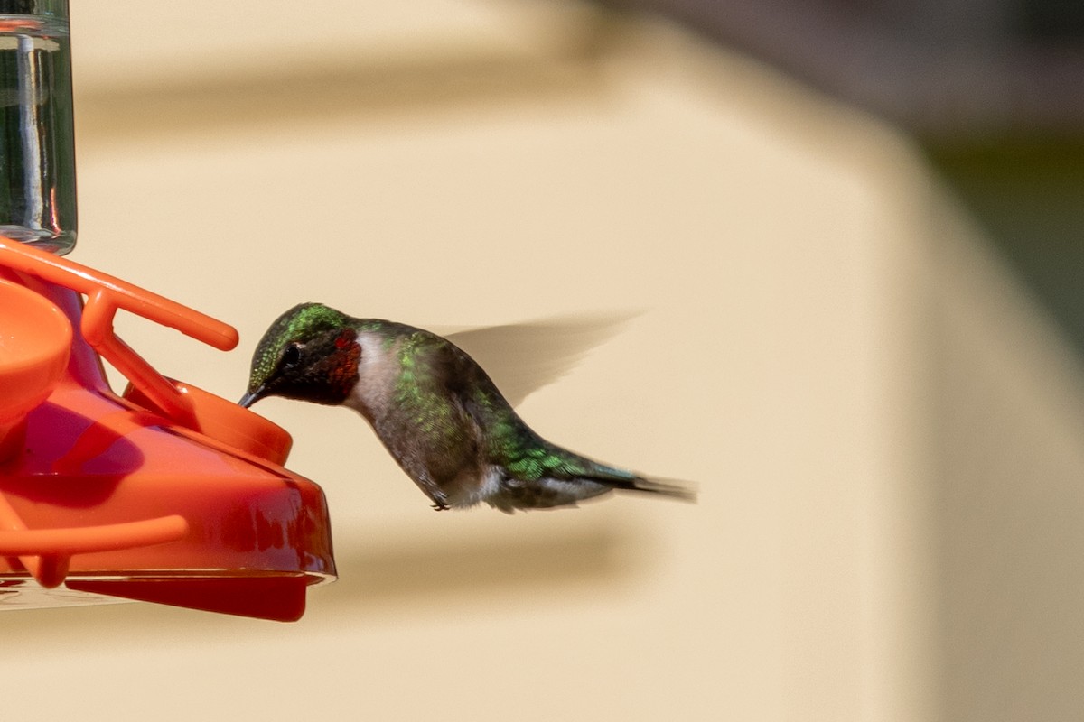 Ruby-throated Hummingbird - Steve Metzger