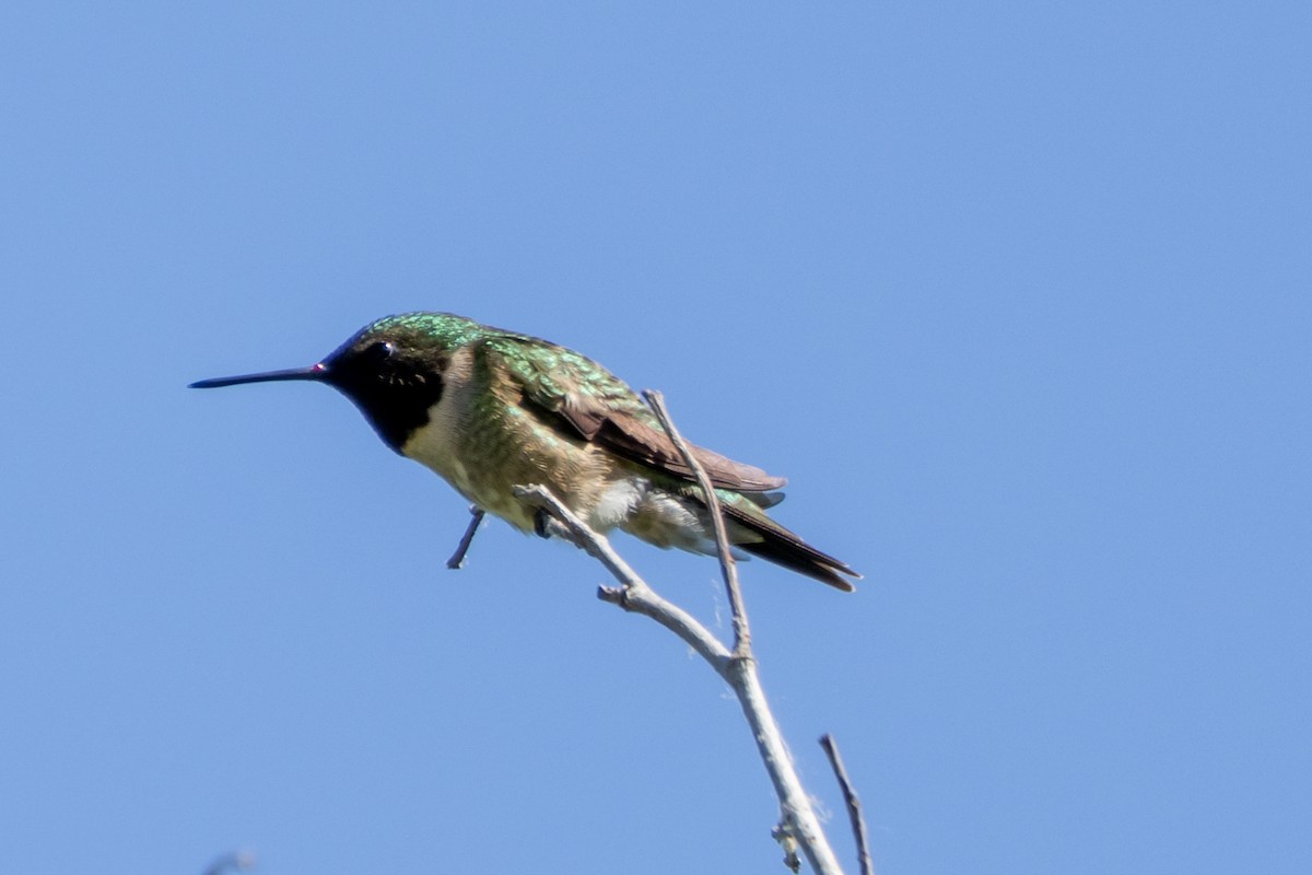 Ruby-throated Hummingbird - Steve Metzger