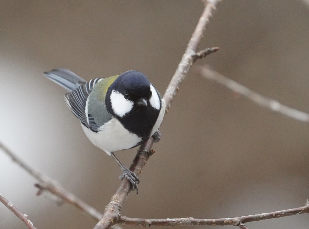 Japanese Tit - Cliff Halverson