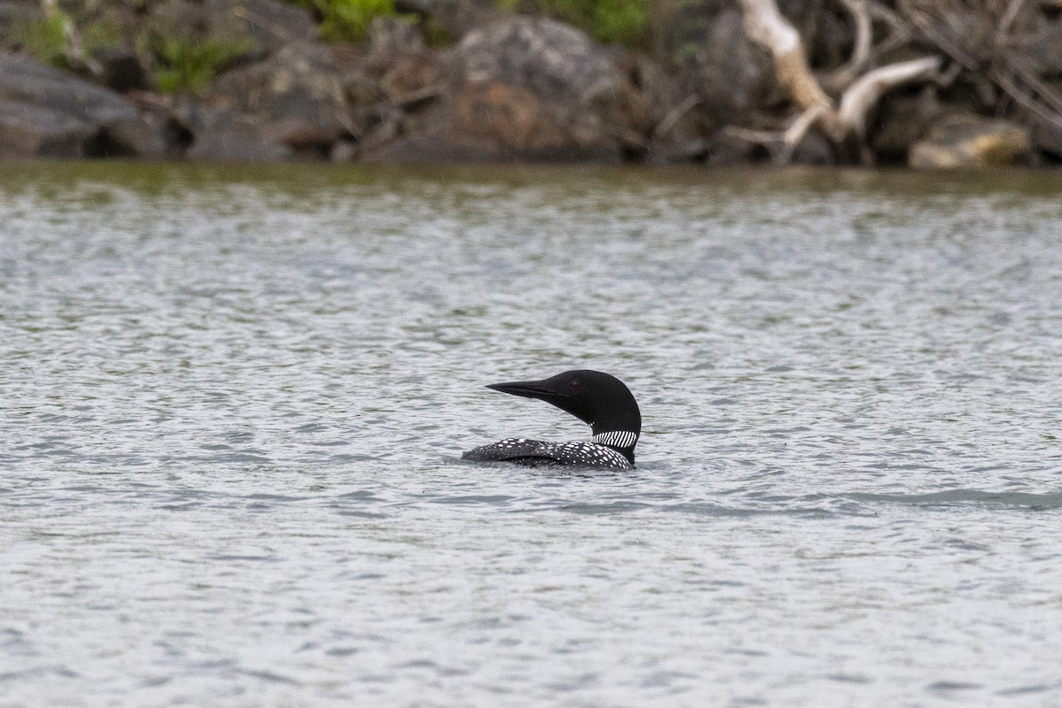 Common Loon - Alex O’Brien