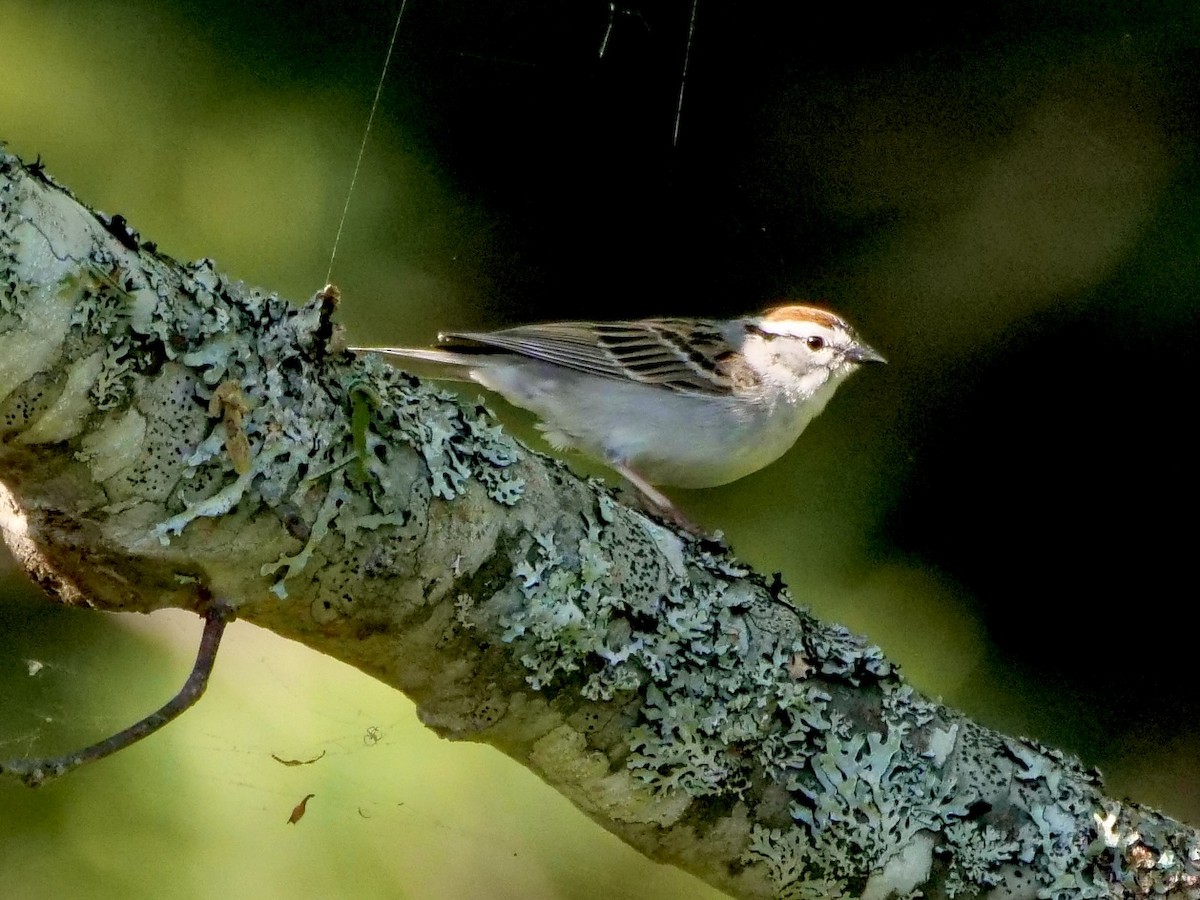 Chipping Sparrow - Martin Byhower