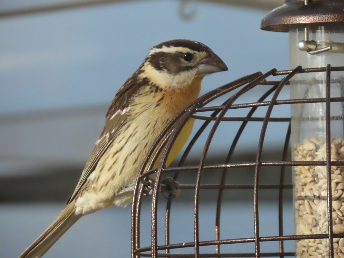 Black-headed Grosbeak - Mark Gorges