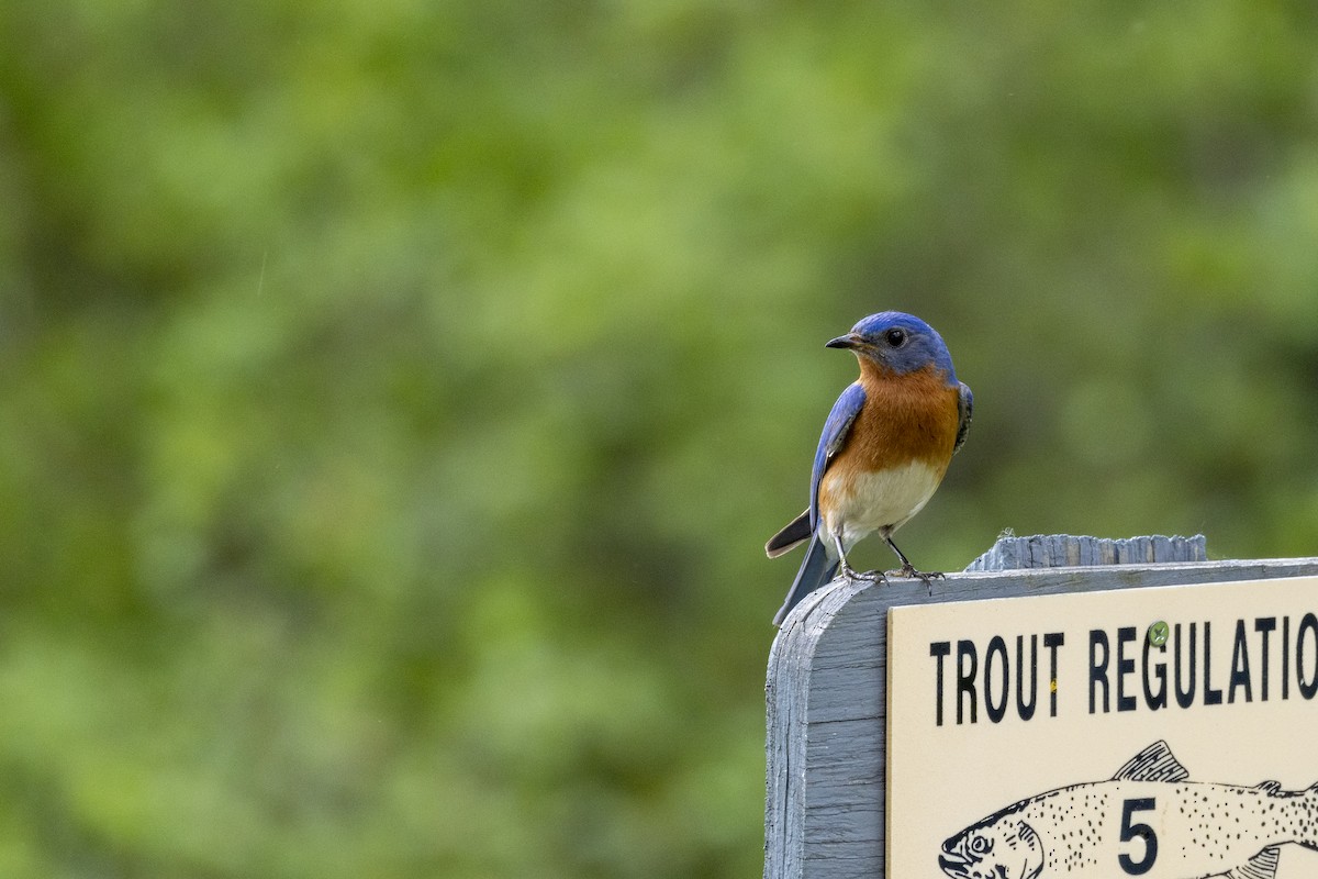 Eastern Bluebird - ML619589461