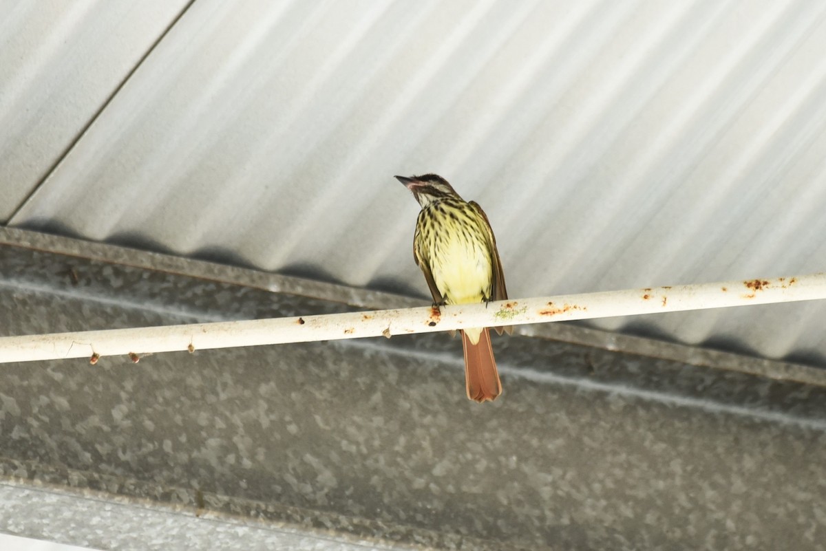 Sulphur-bellied Flycatcher - Bruce Mast