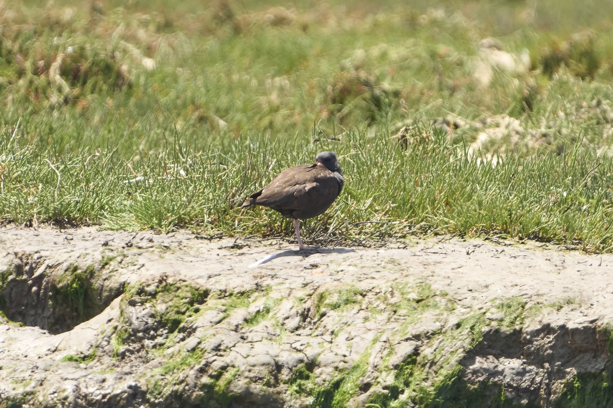 Black Oystercatcher - Nate Klein