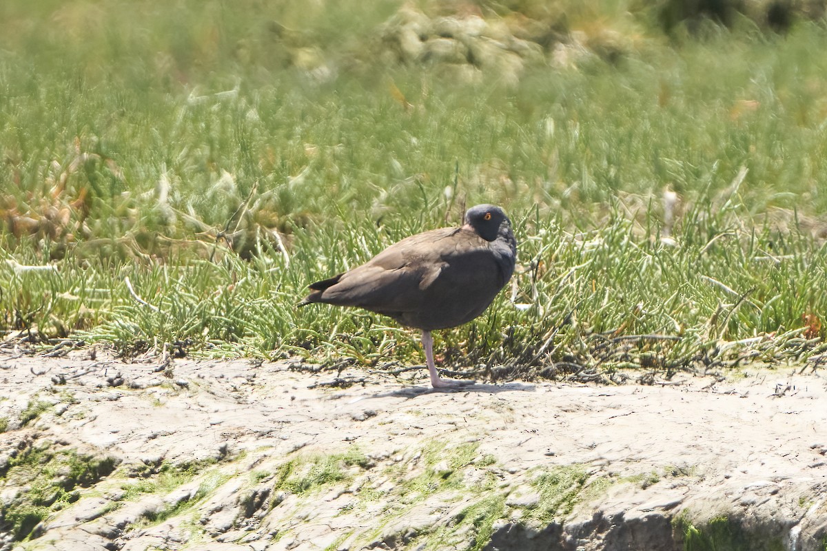 Black Oystercatcher - Nate Klein