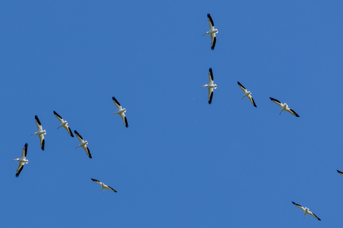 American White Pelican - ML619589482