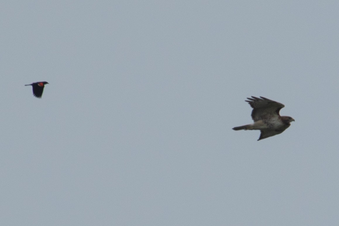 Red-tailed Hawk - Yixiao Liu