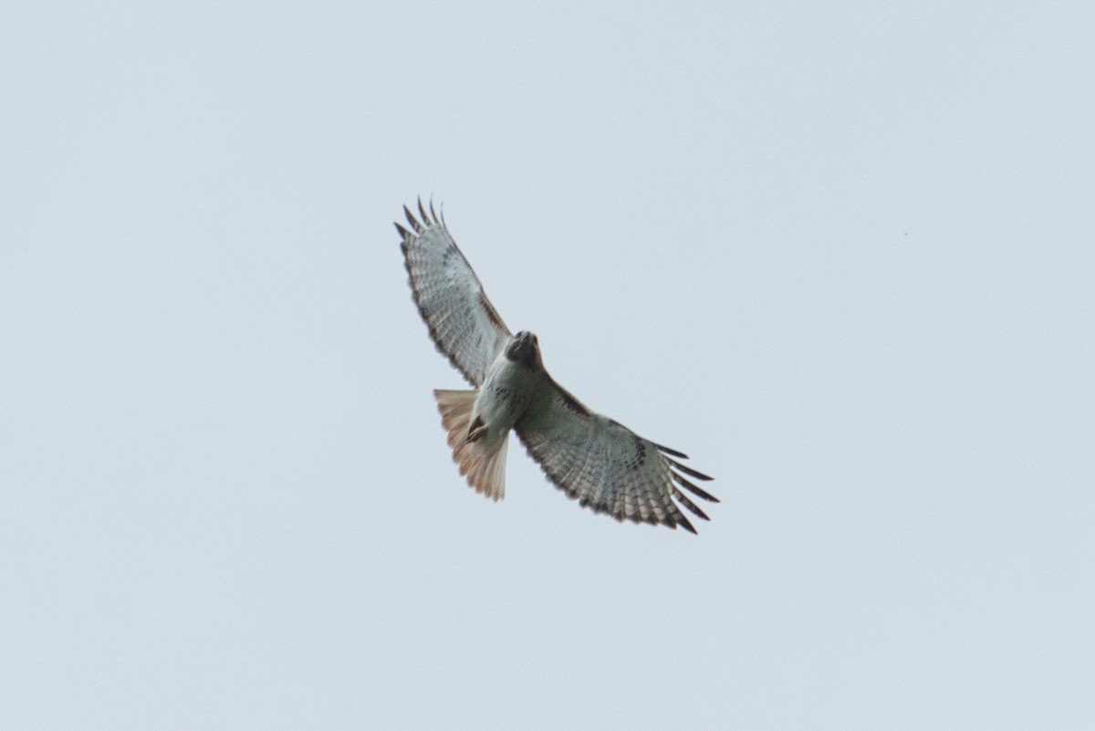 Red-tailed Hawk - Yixiao Liu