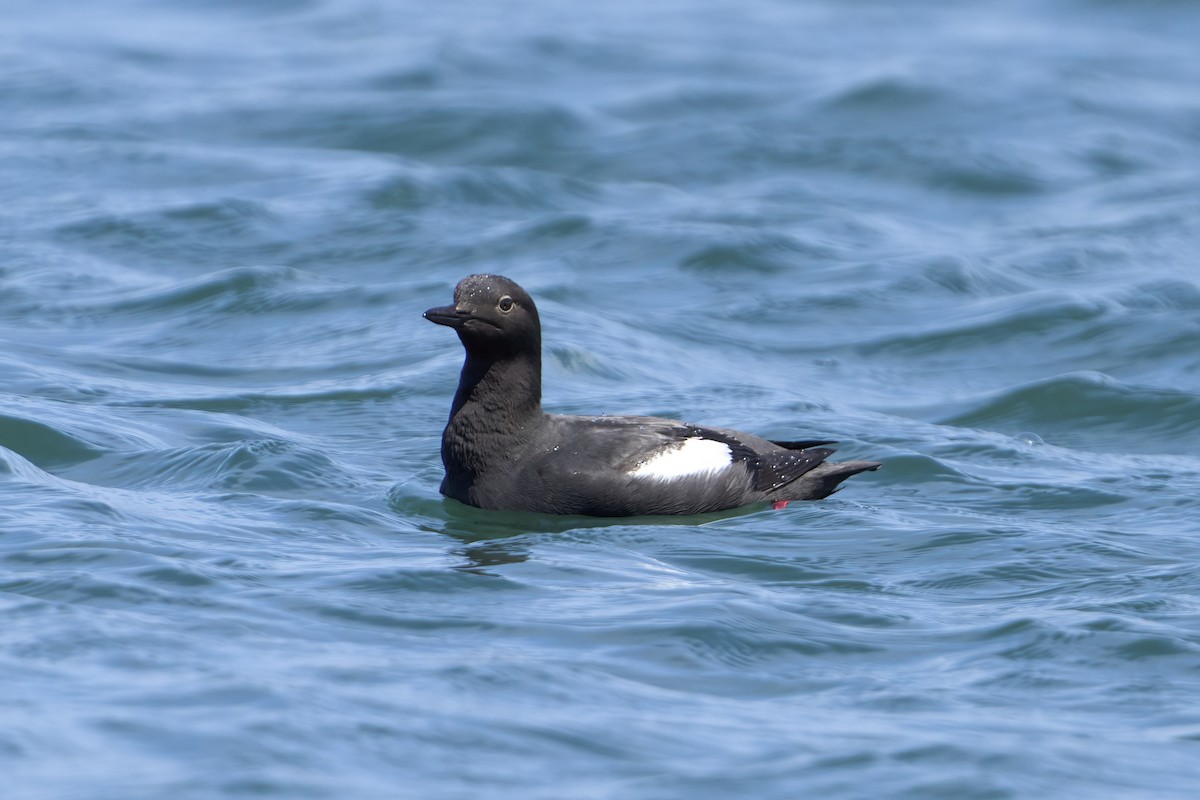 Pigeon Guillemot - Nate Klein