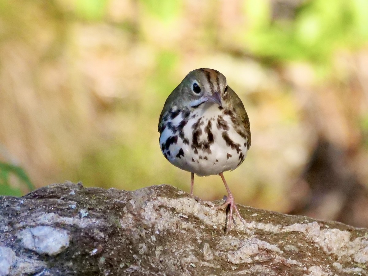 Ovenbird - Martin Byhower