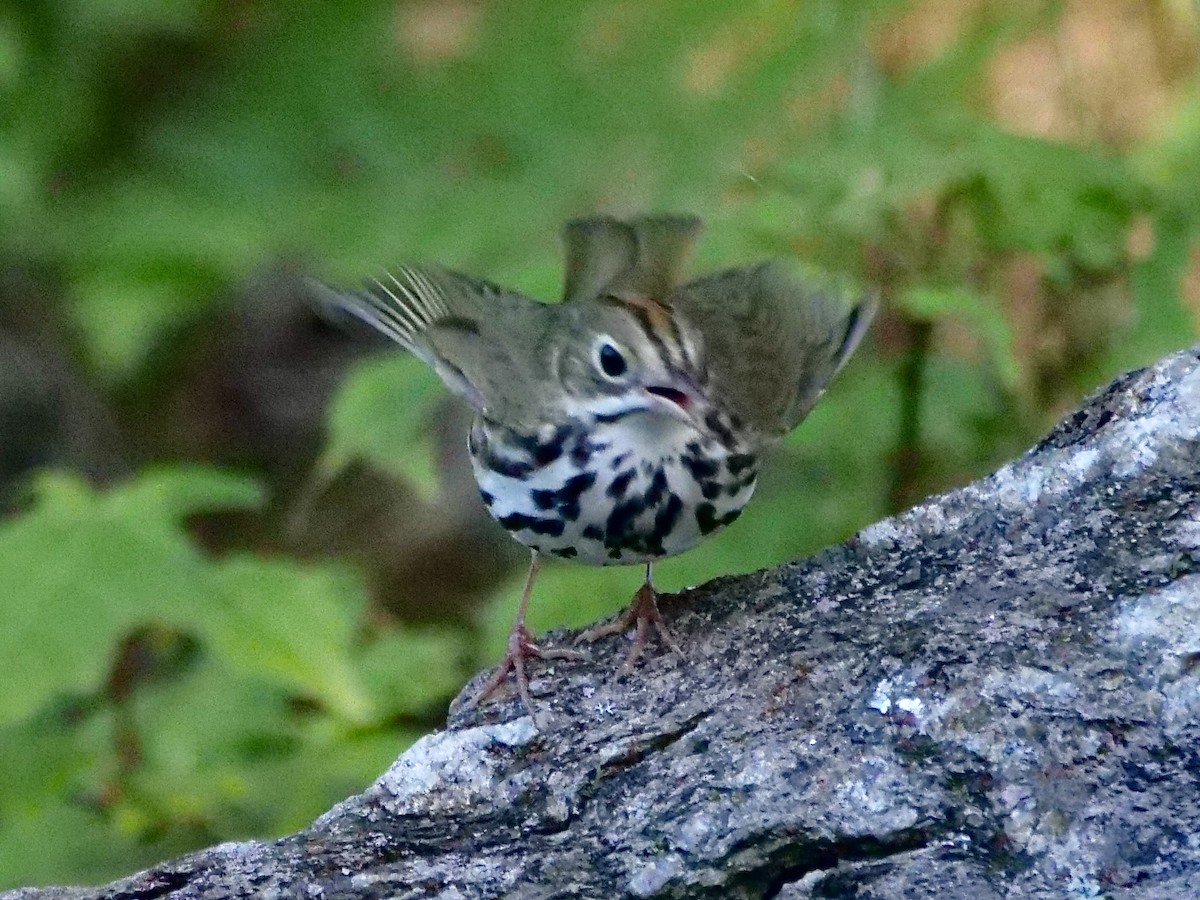 Ovenbird - Martin Byhower