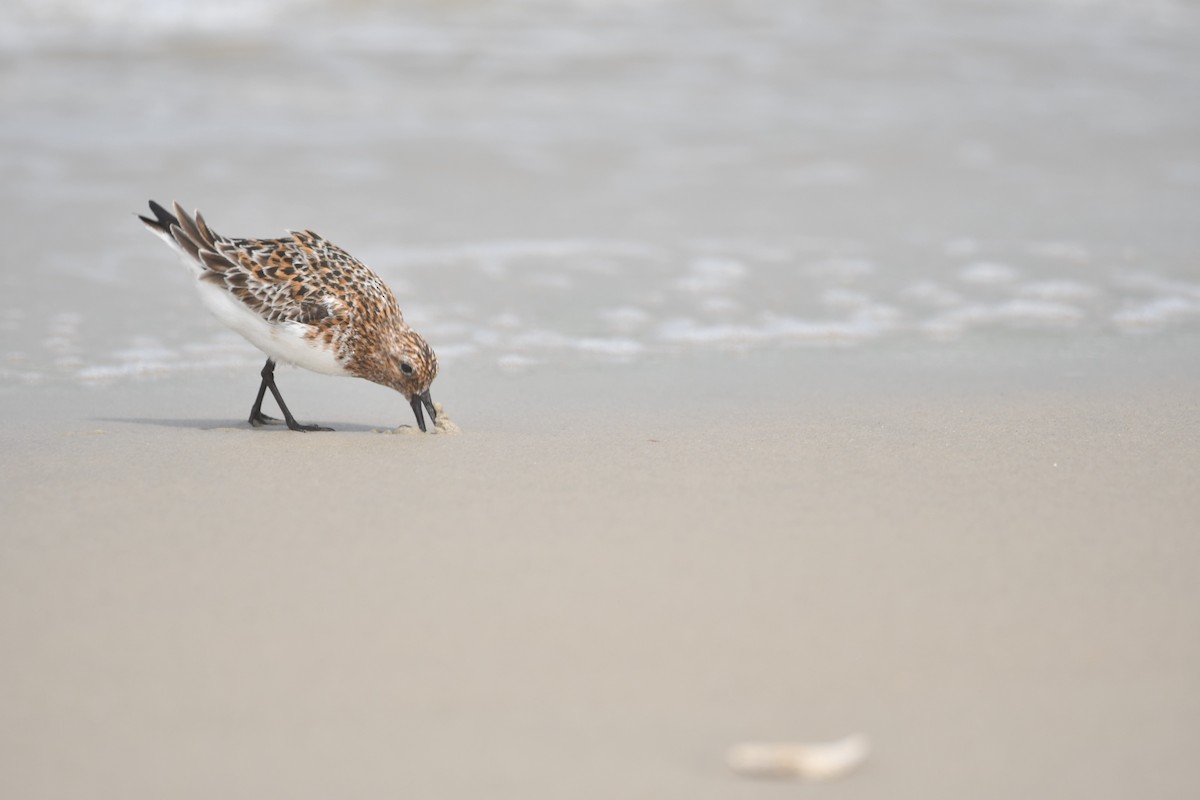 Sanderling - Isaac Smith