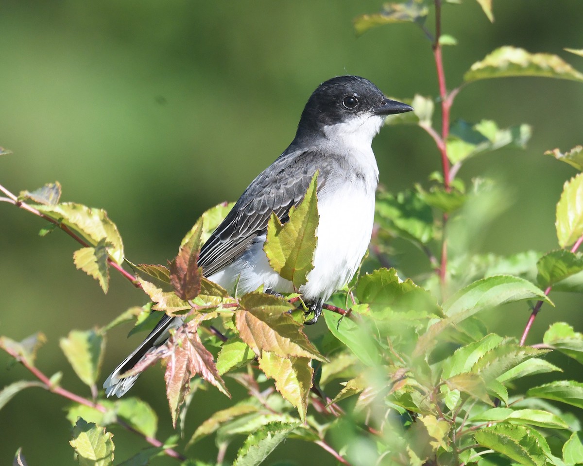 Eastern Kingbird - Michael Topp