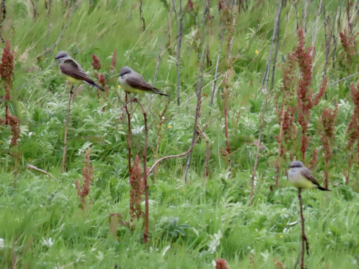 Western Kingbird - George Gerdts