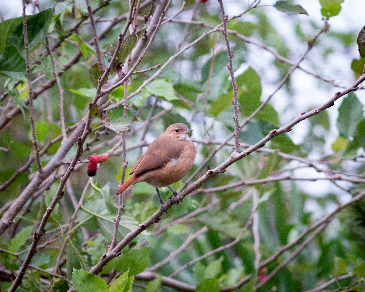 Rufous Hornero - Felipe Gulin