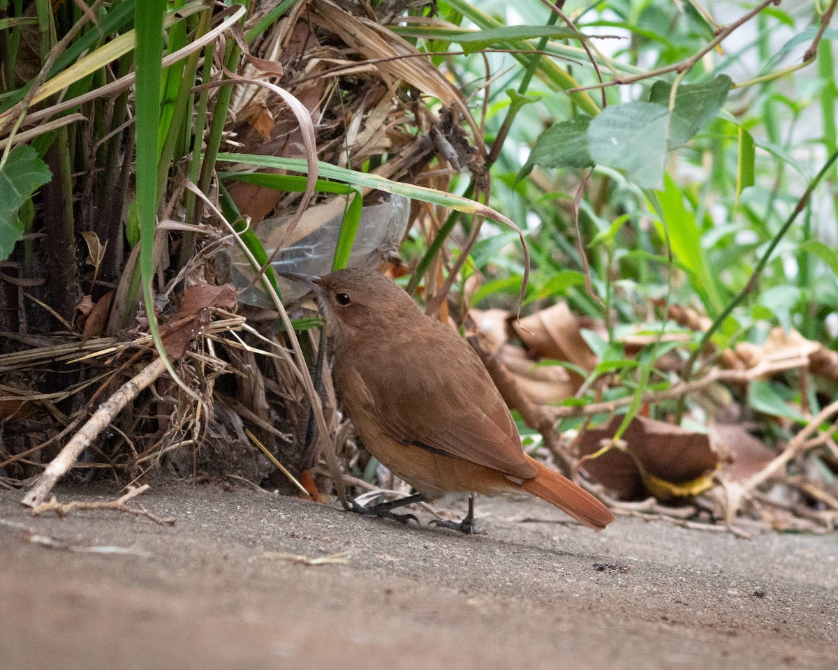 Rufous Hornero - Felipe Gulin