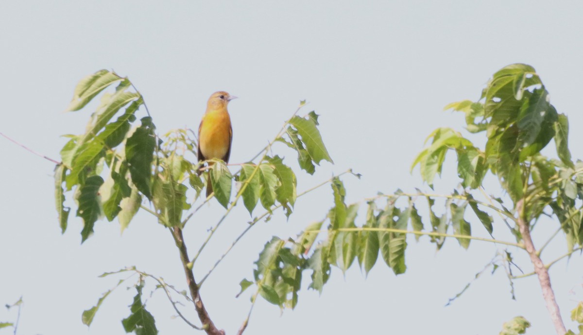 Baltimore Oriole - Oliver  Komar