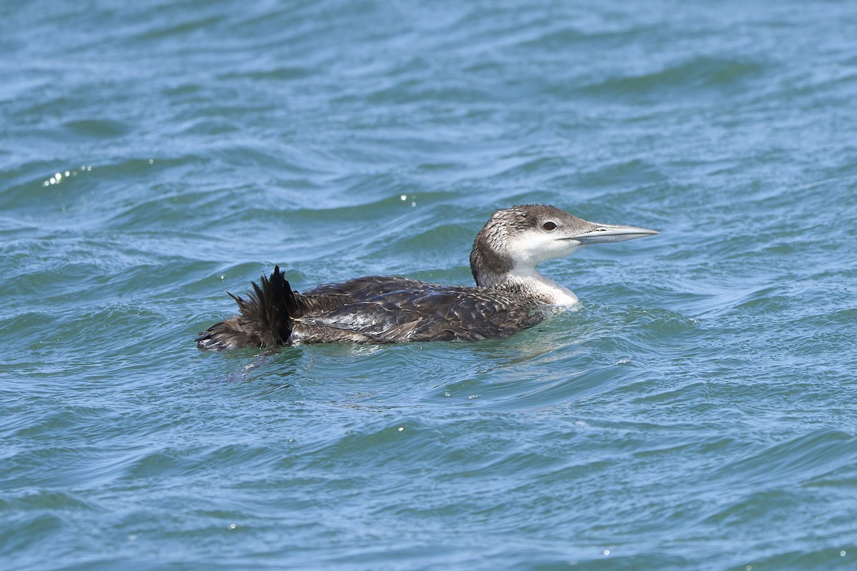 Common Loon - Nate Klein