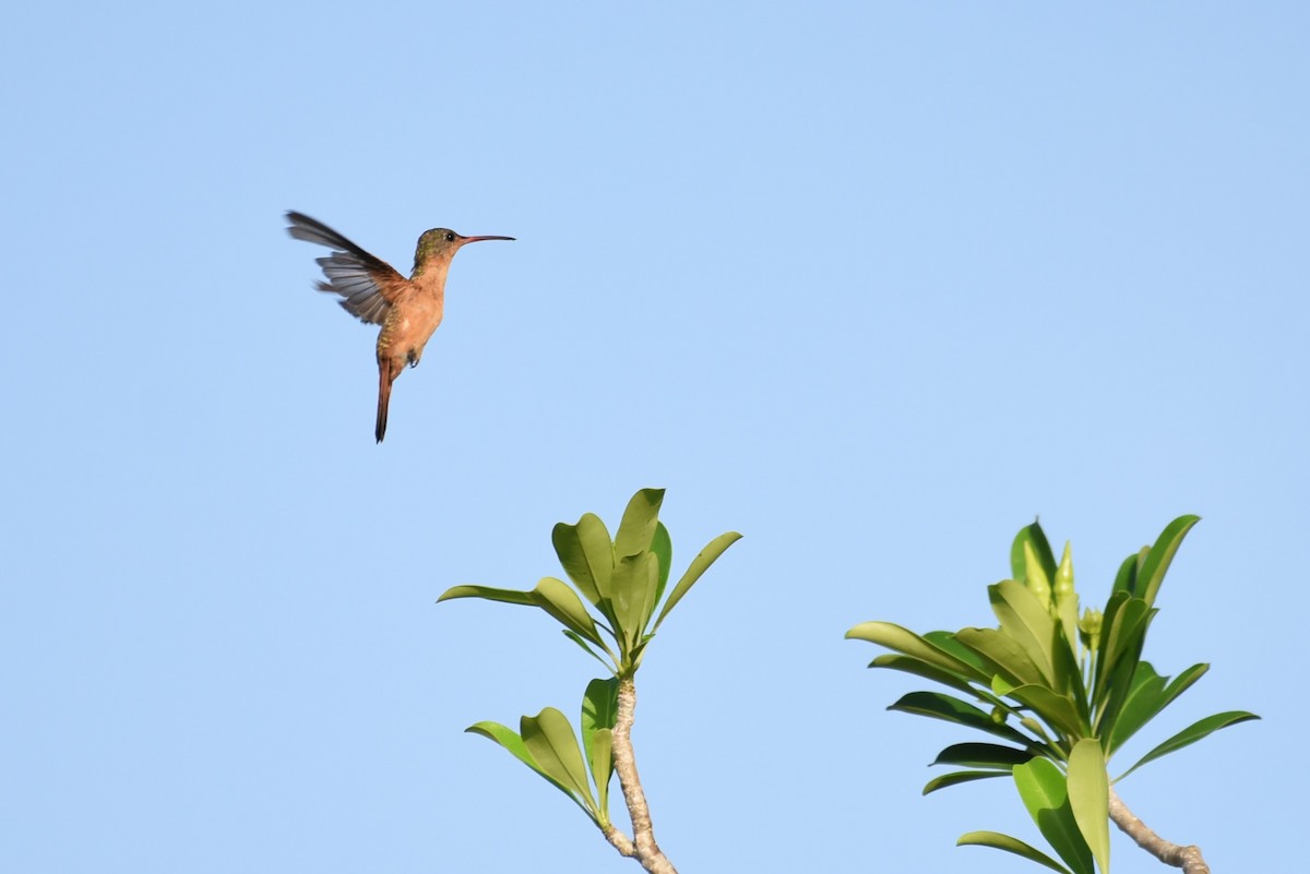 Cinnamon Hummingbird - Bruce Mast