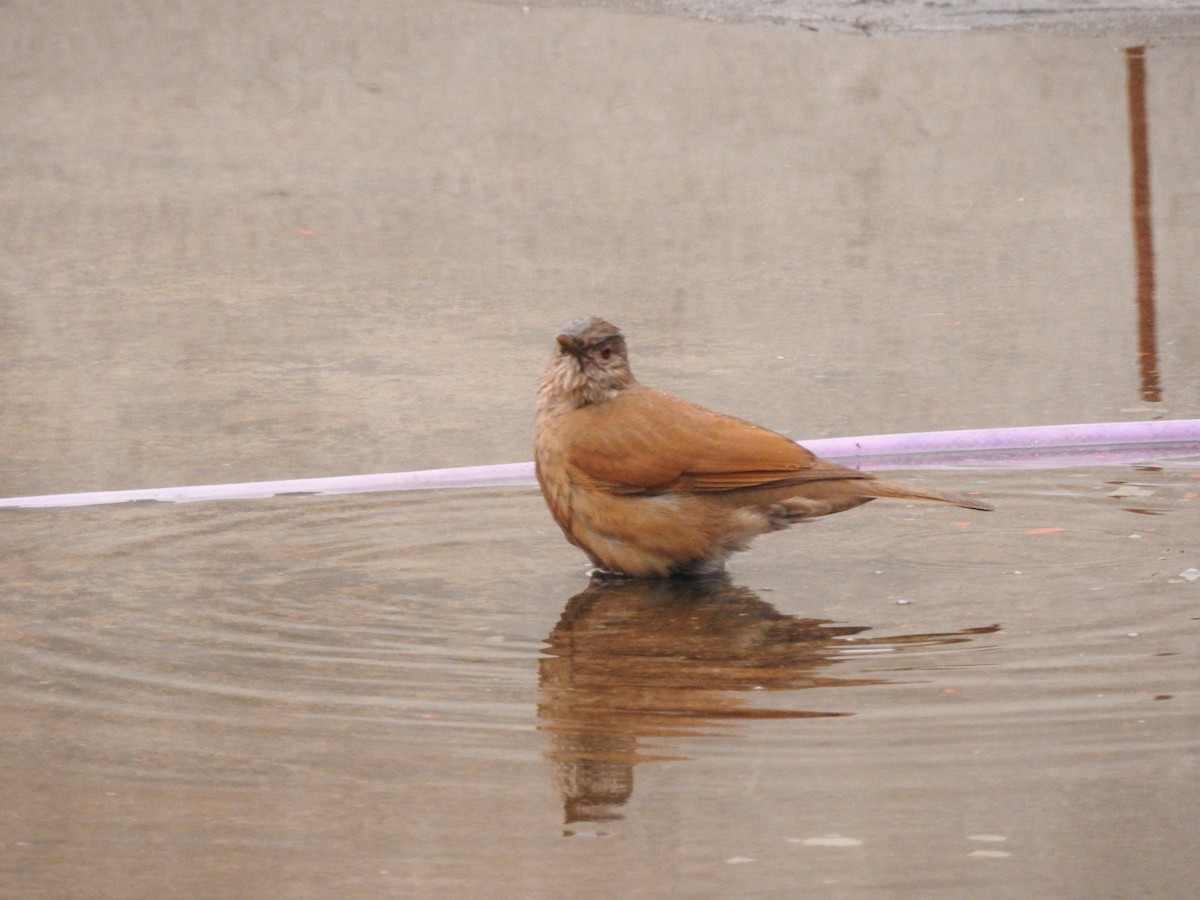 Pale-breasted Thrush - ML619589527