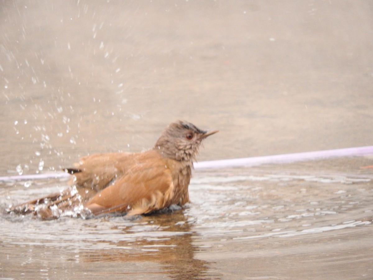 Pale-breasted Thrush - ML619589528