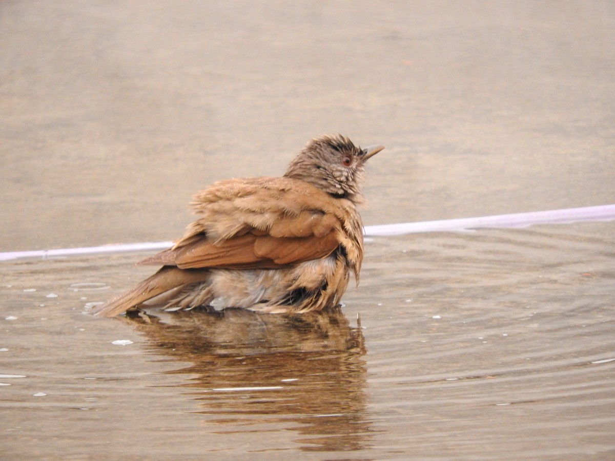 Pale-breasted Thrush - ML619589529