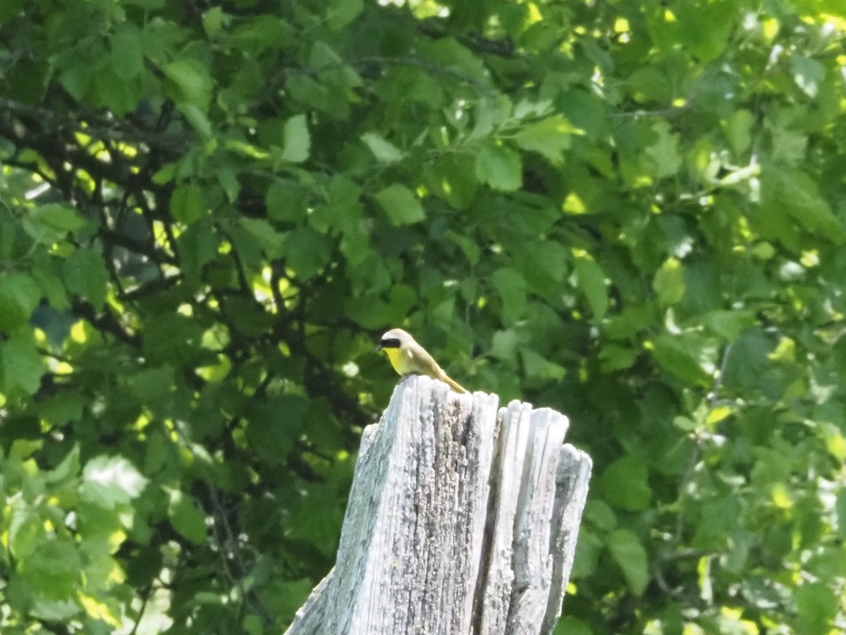 Common Yellowthroat - Bob Maddox