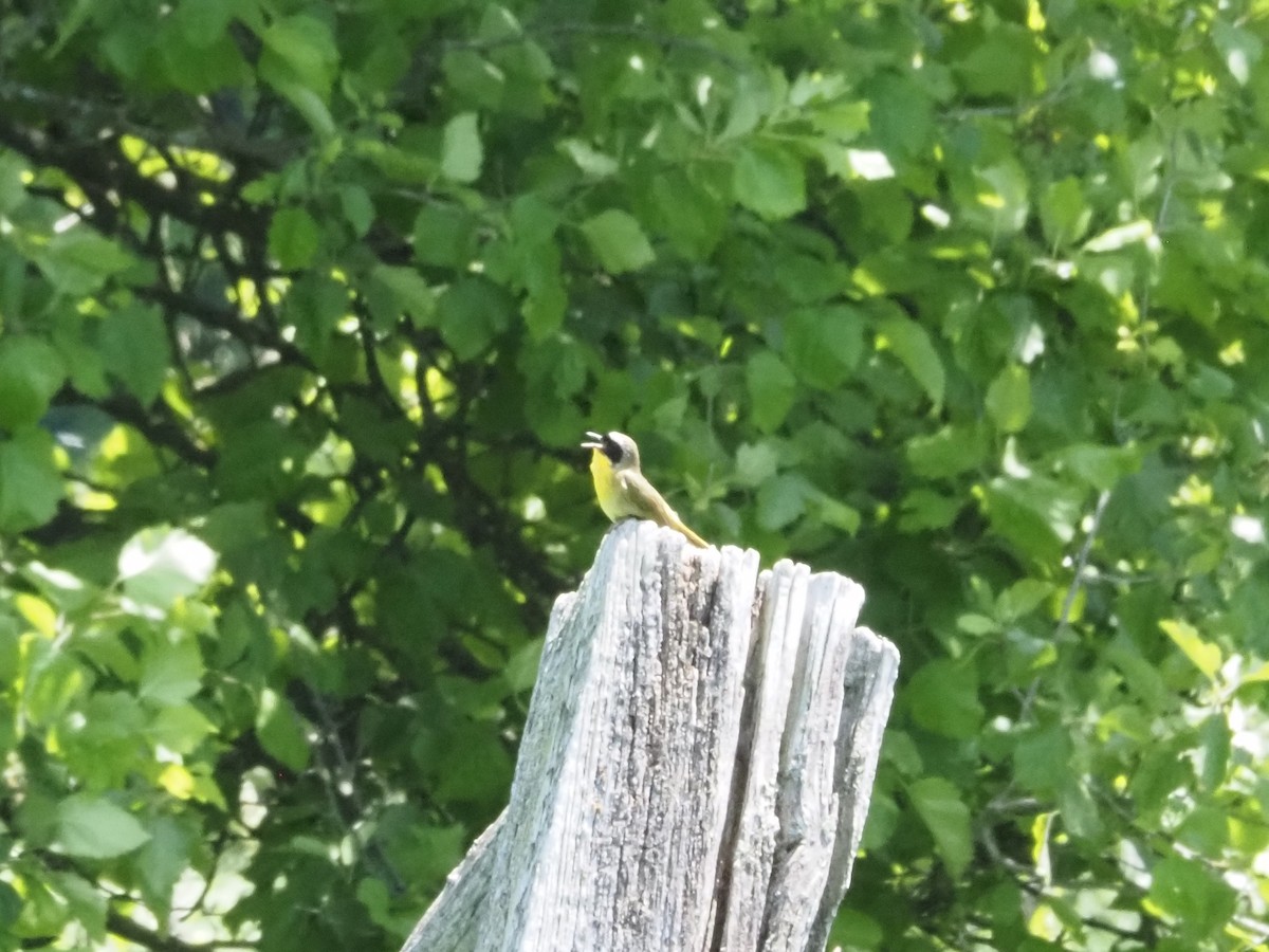 Common Yellowthroat - Bob Maddox