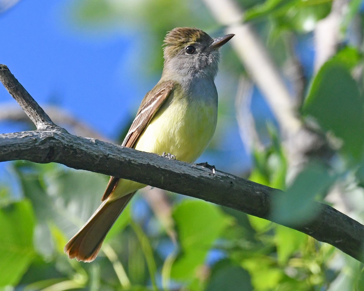 Great Crested Flycatcher - ML619589534