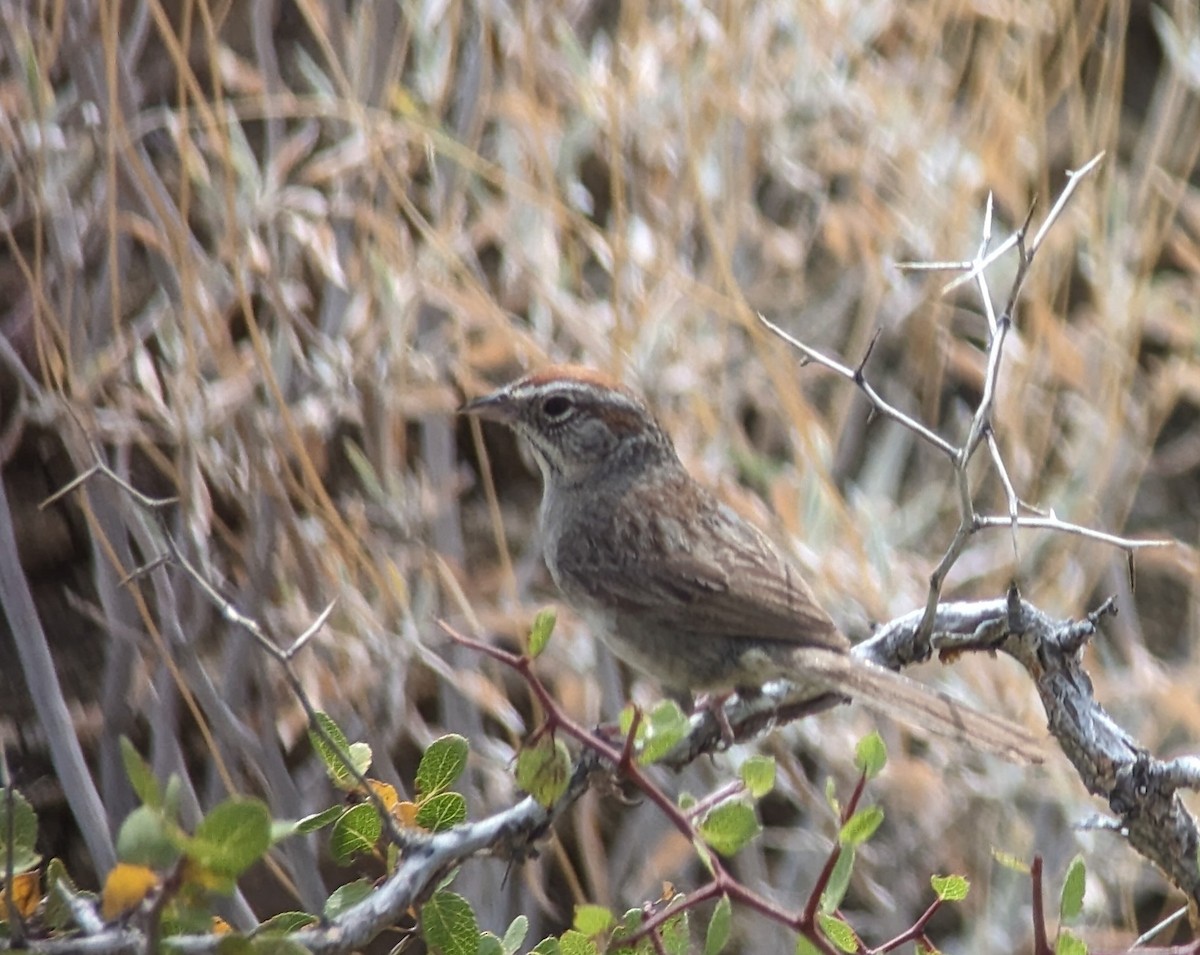 Rufous-crowned Sparrow - Jan Wijmenga