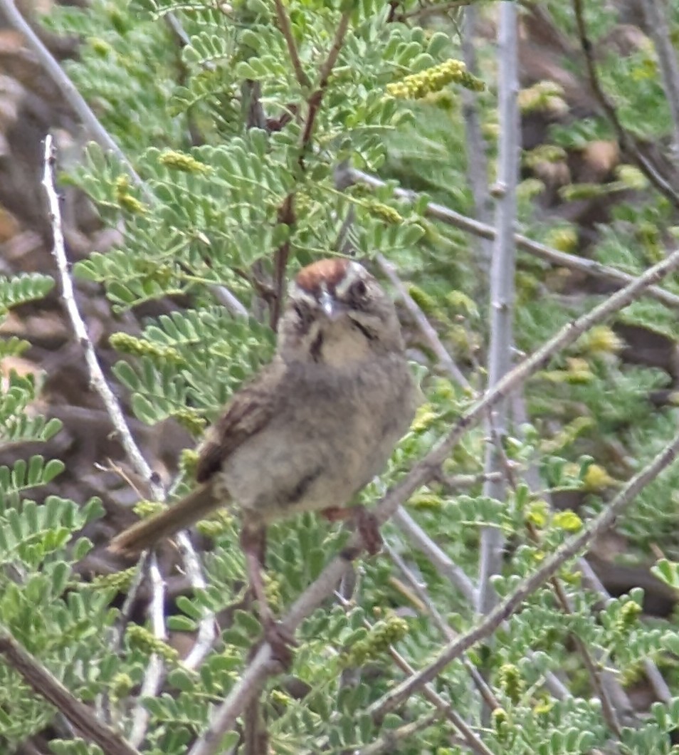 Rufous-crowned Sparrow - Jan Wijmenga