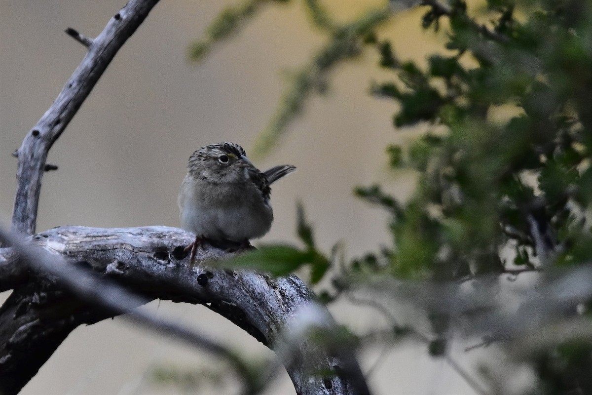 Grassland Sparrow - Juan Bardier