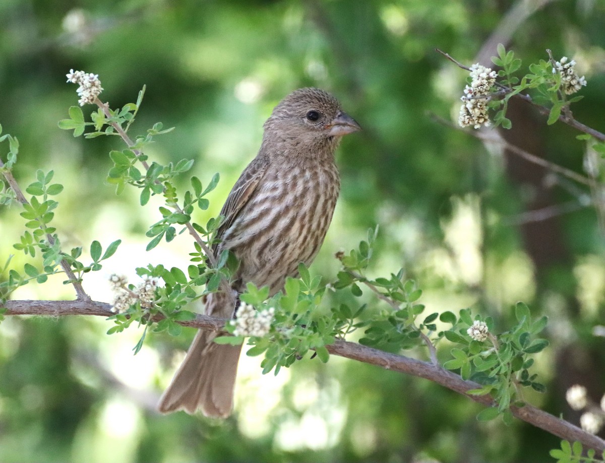 House Finch - Anne Jacobs