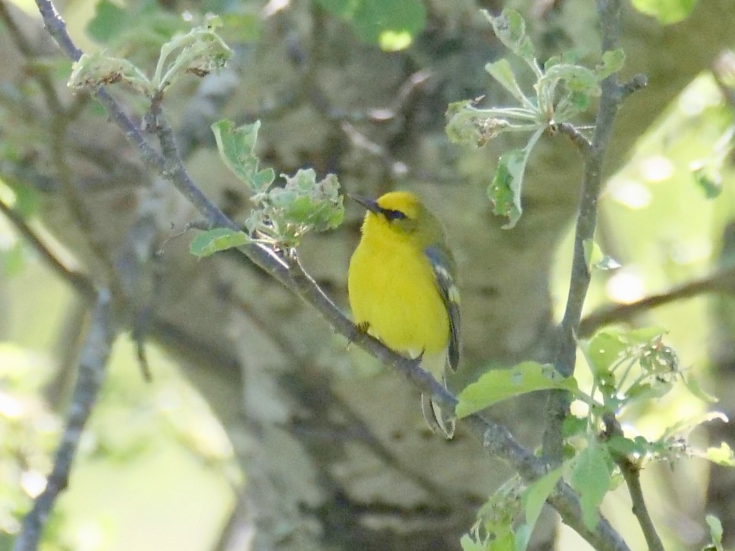 Blue-winged Warbler - Martin Byhower