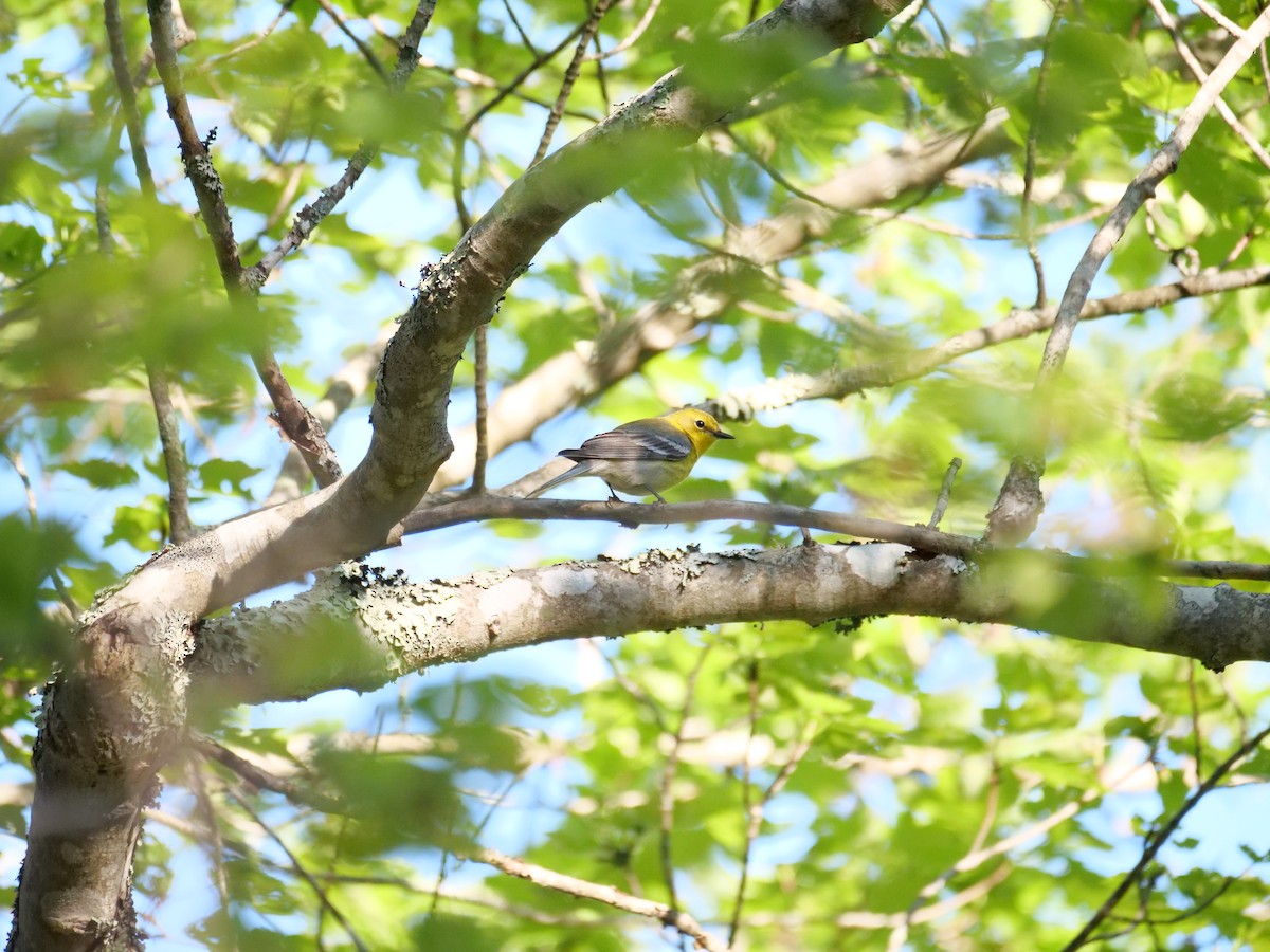 Pine Warbler - Martin Byhower