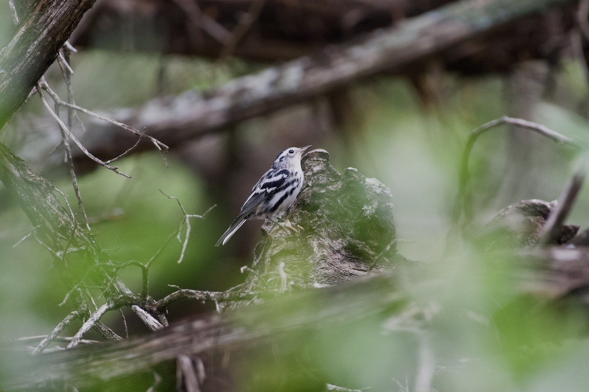 Black-and-white Warbler - Jimmy Castillo