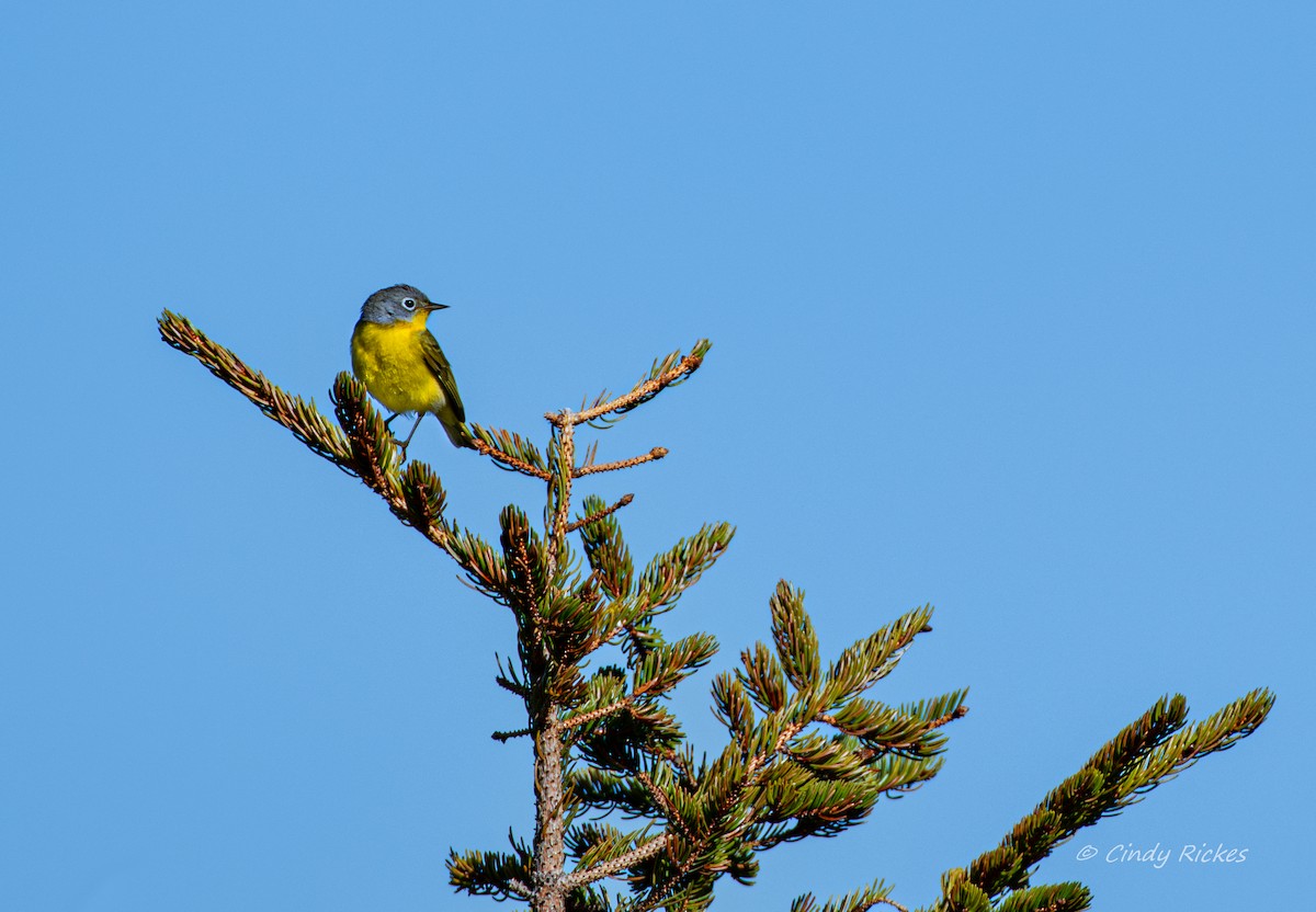 Nashville Warbler - Cindy Rickes