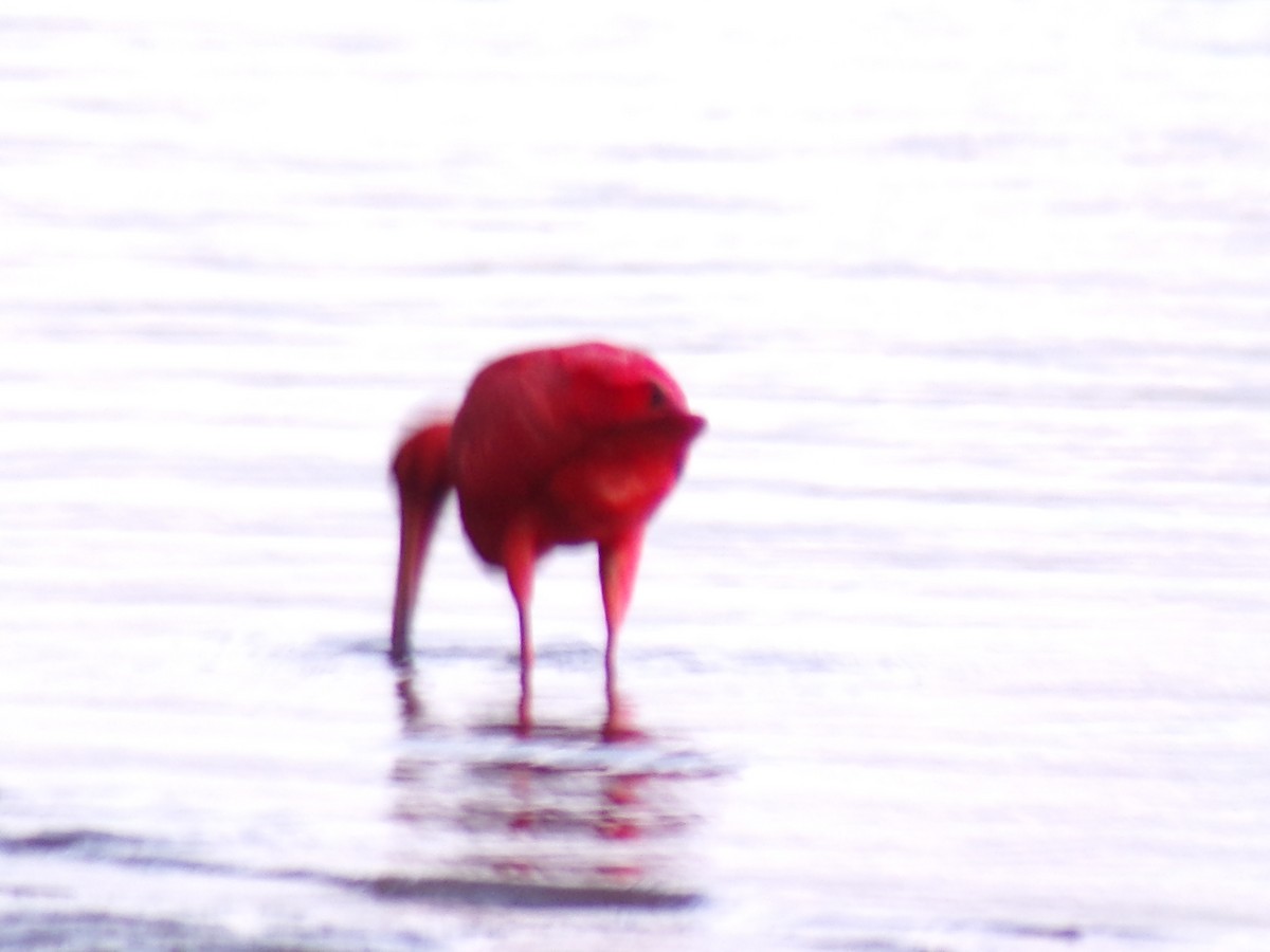 Ibis rouge - ML619589564