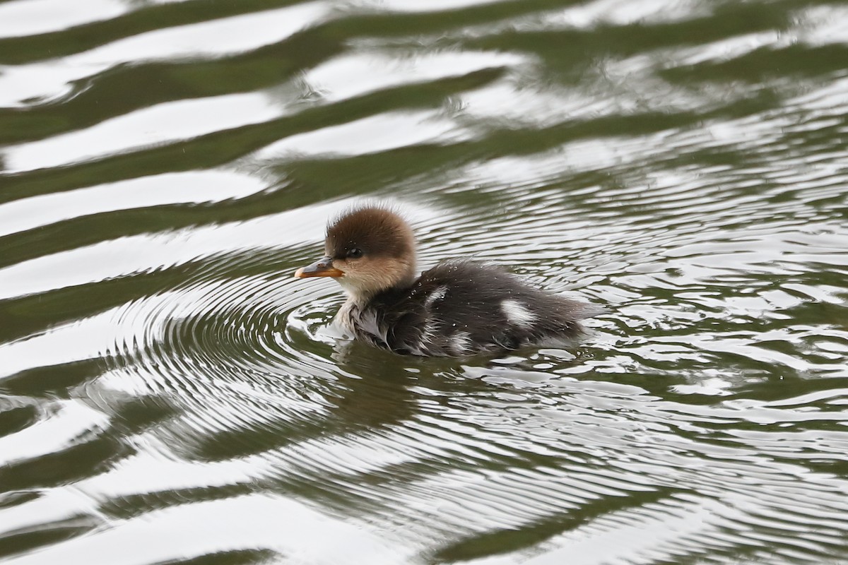 Hooded Merganser - Eric Habisch