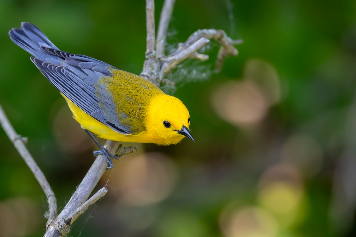 Prothonotary Warbler - Jacob Durrent